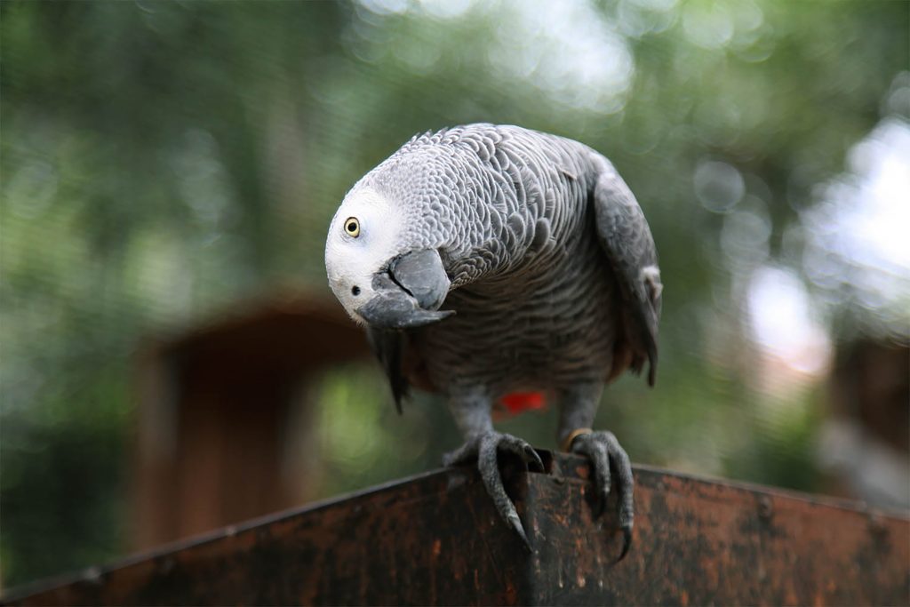 Jamyang is an African Grey Parrot who's not shy to say hello to visitors at Kechara Forest Retreat's Aviary.